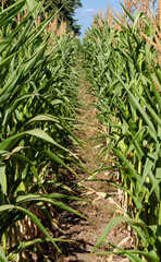 Agricultural field with corn