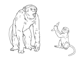 Monkey. Adult and child. Coloring pages.
