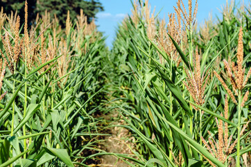 Agricultural field with corn