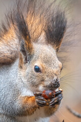 The squirrel with nut sits on tree in the winter or autumn. Eurasian red squirrel, Sciurus vulgaris.
