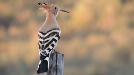 Abubilla. Upupa epops. © chocoflin