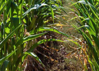Agricultural field with corn