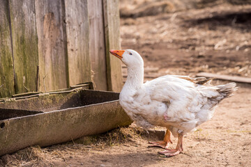 A large white goose drinking water from a trough on the backyard farm.