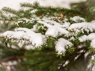 Background of green spruce branches in autumn or winter snowfall