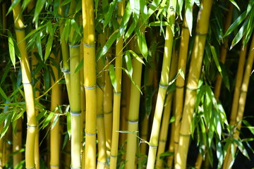 Phyllostachys aureosulcata, the yellow groove bamboo. Poacea family.