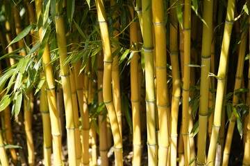 Obraz premium Phyllostachys aureosulcata, the yellow groove bamboo. Poacea family.