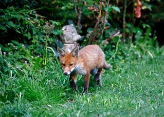 Urban fox cubs exploring a garden