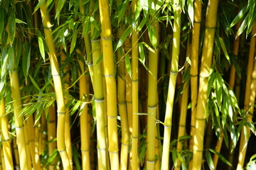 Phyllostachys aureosulcata, the yellow groove bamboo. Poacea family.