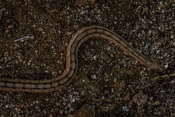 Serpiente blanco y negro
