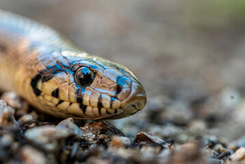 Serpiente blanco y negro
