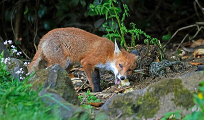 Urban fox cubs exploring a garden
