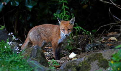 Urban fox cubs exploring a garden