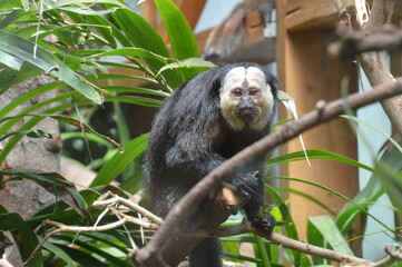 Singe