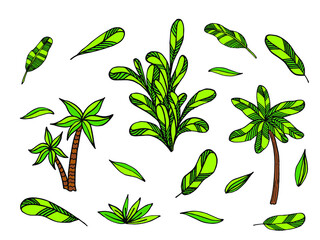Set of colorful palm tree vector illustration. Collection of cartoon tropical plants with green leaves top and trunks isolated on white. Bundle of fresh natural coconut wood cultivated gardening