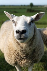 Obraz premium Cute sheep ewe on a dike in fresh spring green meadow in the sun