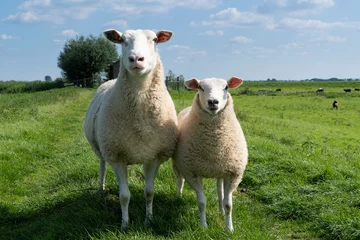 Wandcirkels plexiglas Cute little lamb and mother sheep ewe on a dike in fresh spring green meadow in the sun © Leoniek