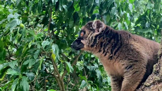 Brown lemur in Mayotte island