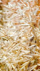 Blur nature oats field grow background. Soft blur background dry grass nature.Vertical mobile format 9:11 for smartpone, stories,