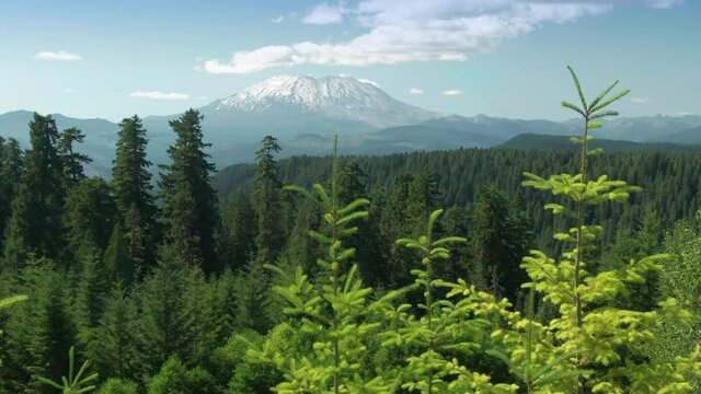 Aerial: Mt St Helens and forest, Washington, USA