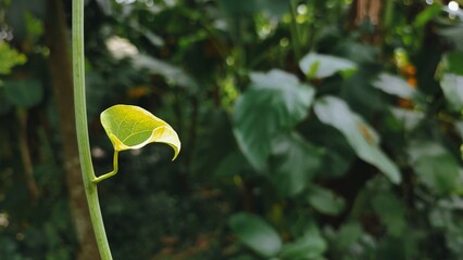 tulip flower Aristolochia clematitis, the birthwort