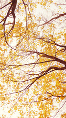 autumn tree branches bottom view, beautiful background to the card, the concept of autumn and comfort
