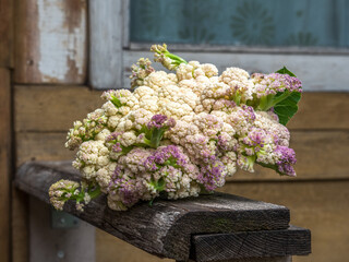 A large head of cauliflower on the railing of the porch of a country house