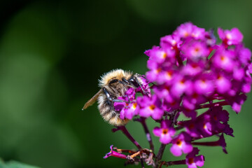 Biene auf Schmetterlingsbusch Makro