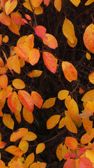 autumn background with space for layout, Bush and blurred background