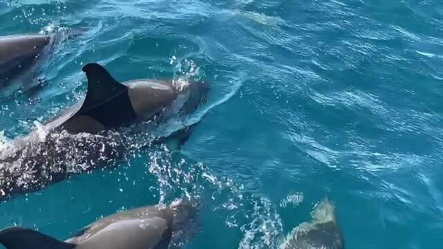 Whale watching with children and spinner dolphins in Mayotte island