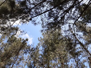Copas de pinos en un monte de Galicia