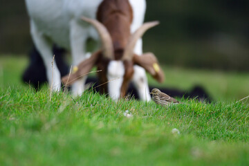 Bergpieper im Herbst in den Alpen