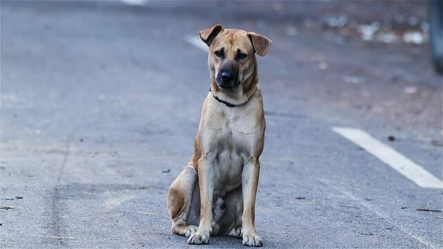 closeup clip of a stray dog resting at the road