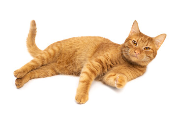 Red cat is lying on the floor isolated on a white
