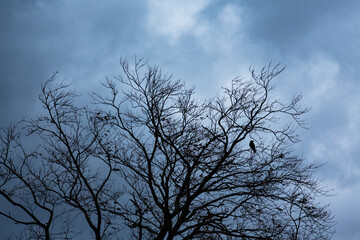 Fototapeta na wymiar どんより曇った空と枯れた木のシルエット