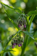 Symphytum officinale flower in the field, close up 