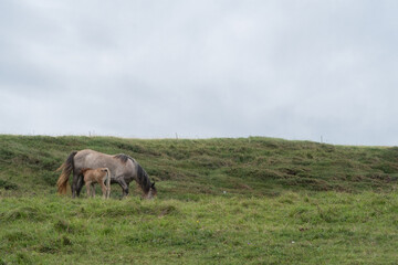Obraz premium foal suckling mare in green field