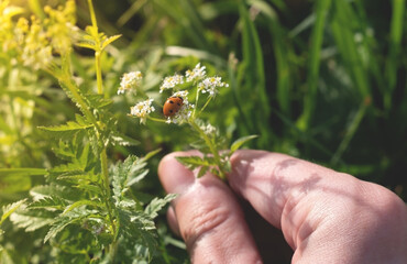 The hand holds a wild flower with a ladybug. A beautiful insect in a summer meadow.
