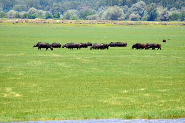 Greece, Lake Kerkini