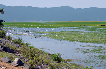 Greece, Lake Kerkini