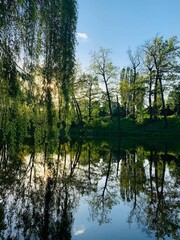 Obraz premium reflection of trees in water