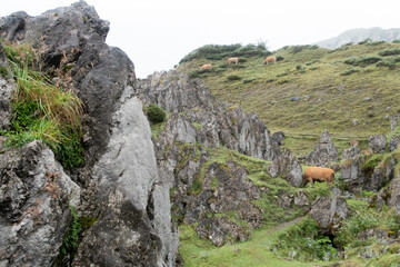 cow eating grass in mountain in lakes of covadonga