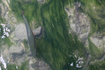 Trout swimming in the river