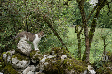 Naklejka na ściany i meble cat on stone in field