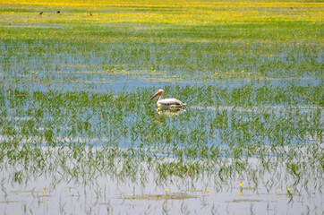 Greece, Lake Kerkini