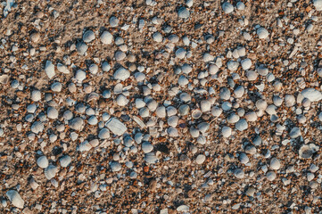 Seashells on a sandy beach