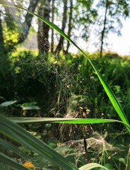 cobweb in the forest on the grass during the day