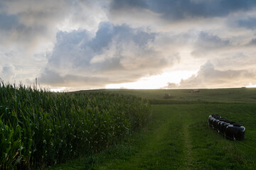 clouds over corn plants and green meadow at sunset