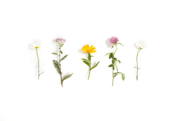 Chamomile, yarrow, calendula, clover medicinal herbs isolated on white background, flat lay