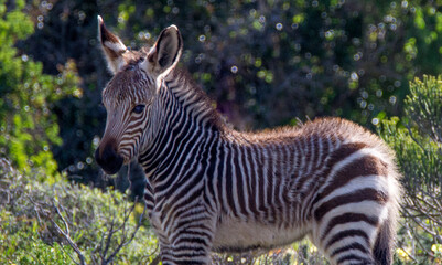 Obraz na płótnie Canvas Mountain zebra foal, wild, cute, close up, side view