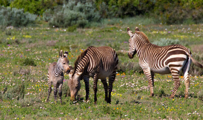 3 wild zebras (family) in field of wild flowers